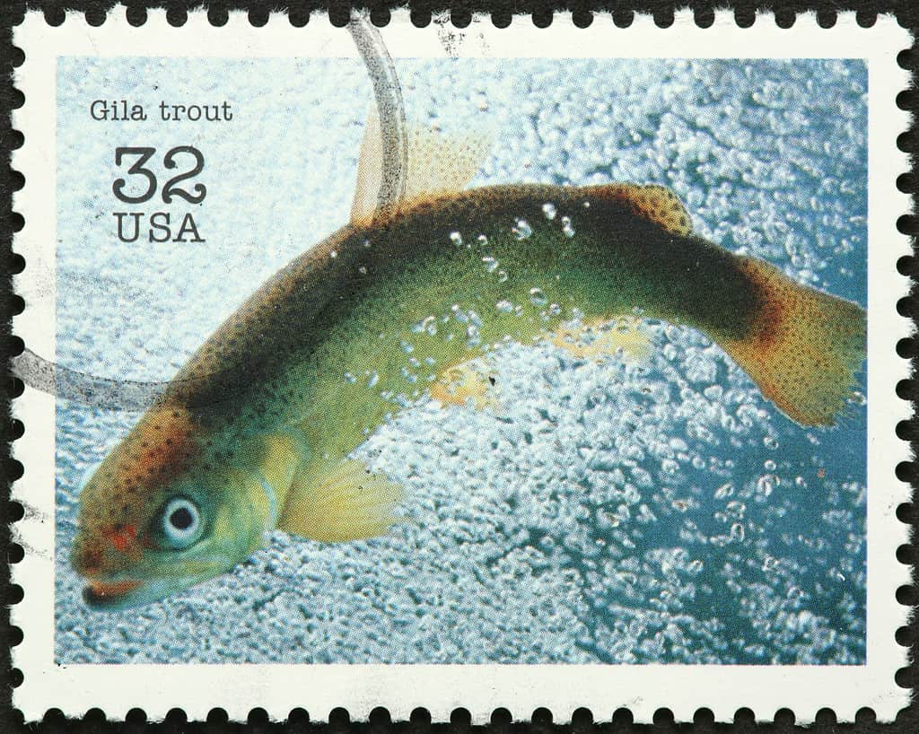 endangered Gila trout
