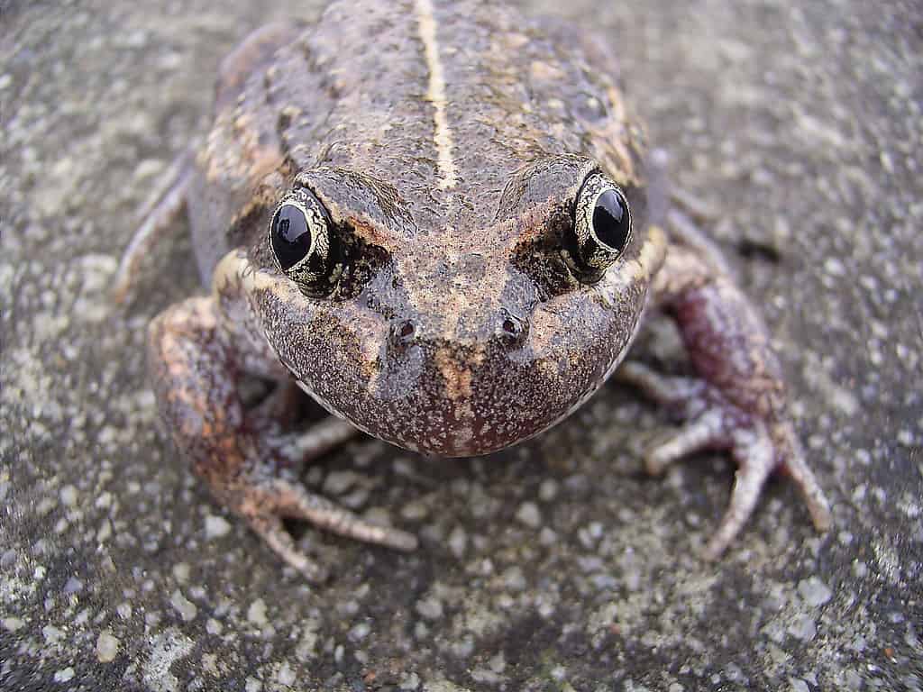 Frog Pobblebonk Frog