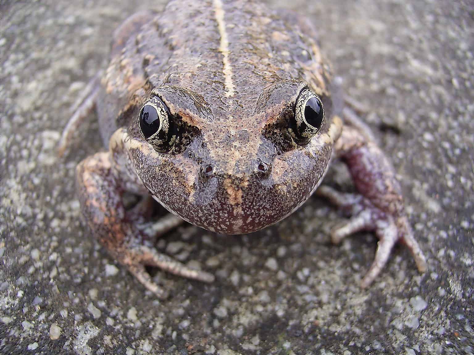 22 Most Incredible Frogs Throughout the World - A-Z Animals