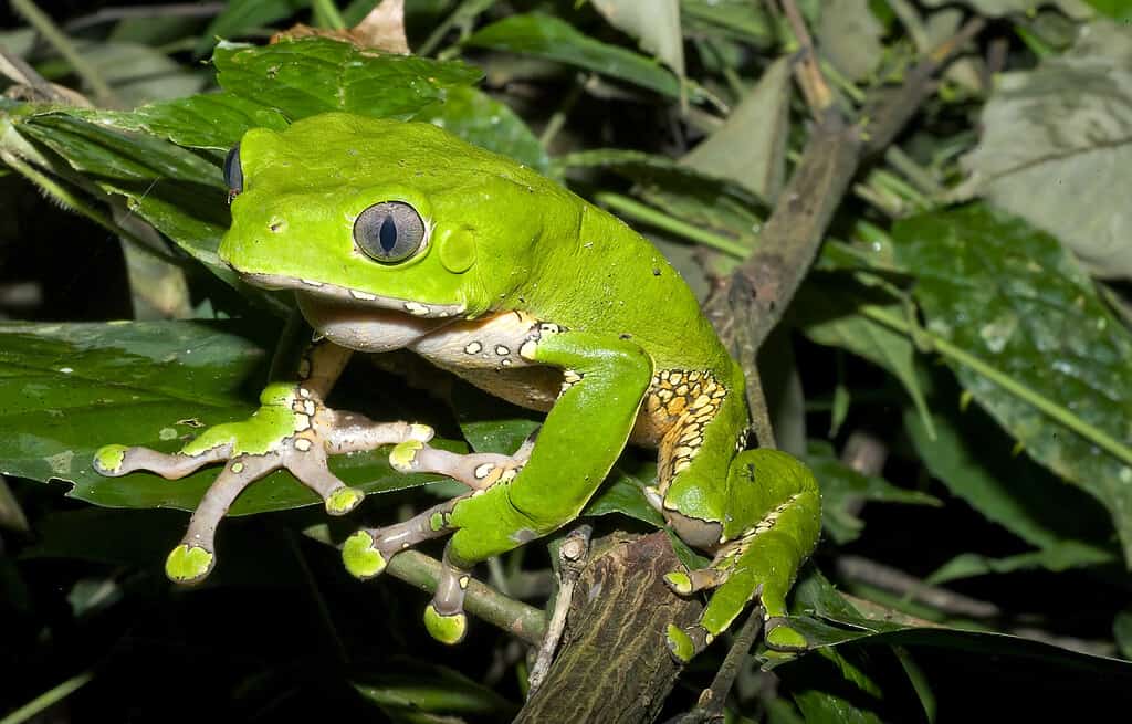 Giant Monkey Frog