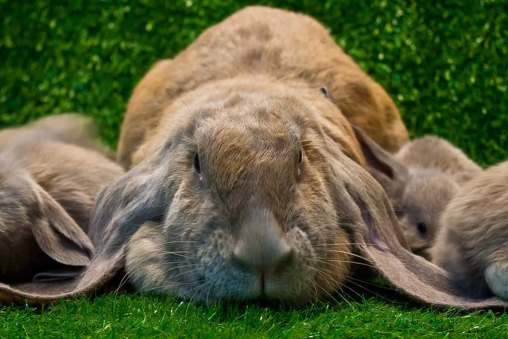 Image of an English Lop rabbit, showcasing its long ears and distinctive appearance.