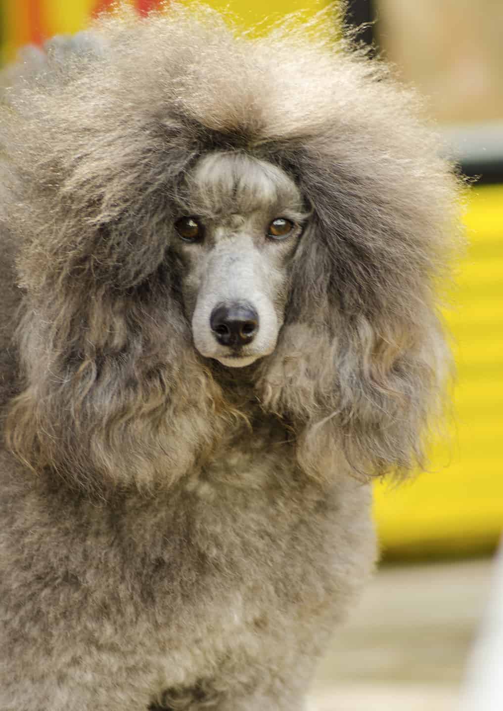 Poodle Colors Rarest to the Most Common AZ Animals