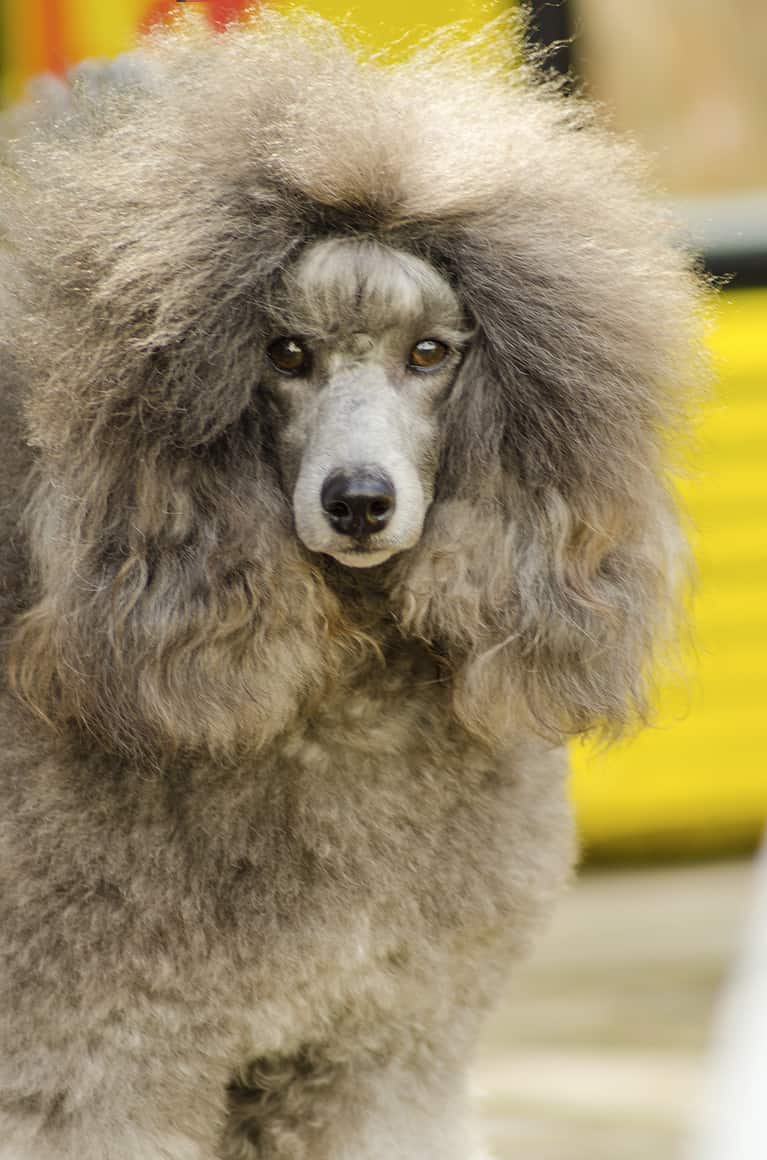 National Poodle Day 2024 Date, Origin, and Ways to Celebrate AZ Animals