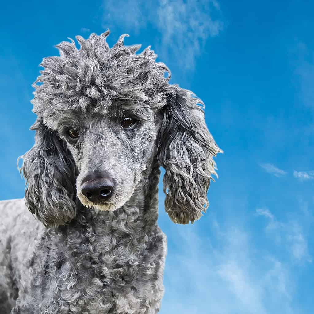Portrait of a small silver poodle close up on a background of blue sky
