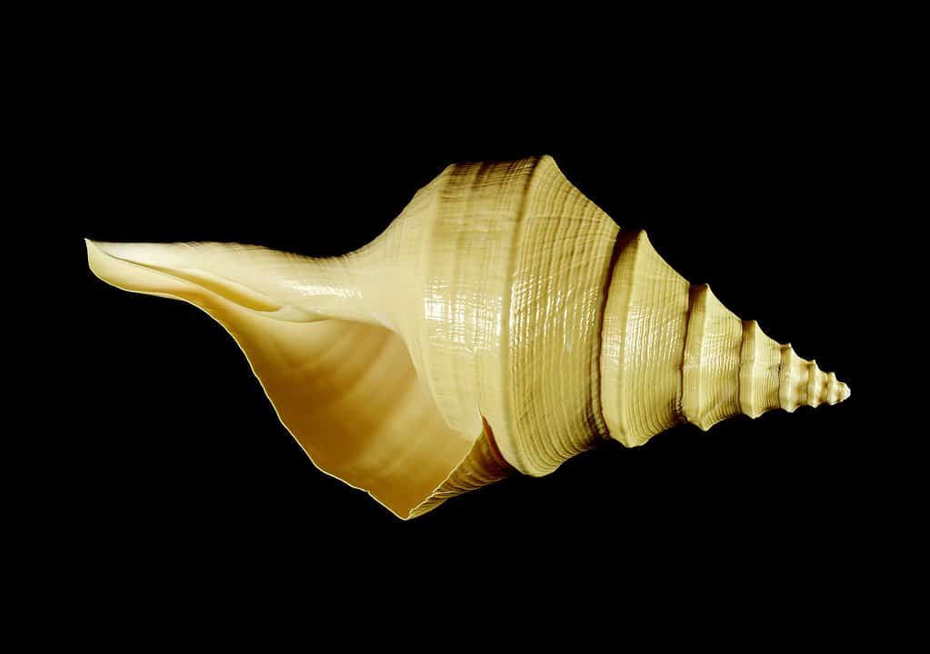 The massive golden shell of Syrinx Aruanus or the Australian trumpet snail against a black background.