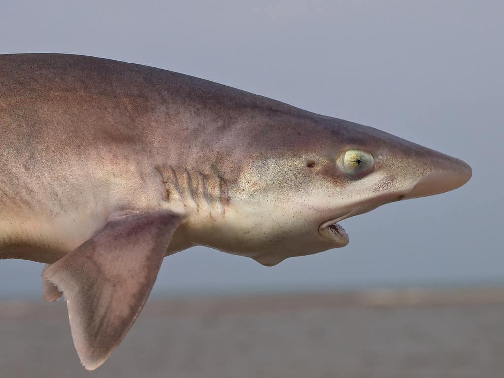 Smooth-Hound Shark