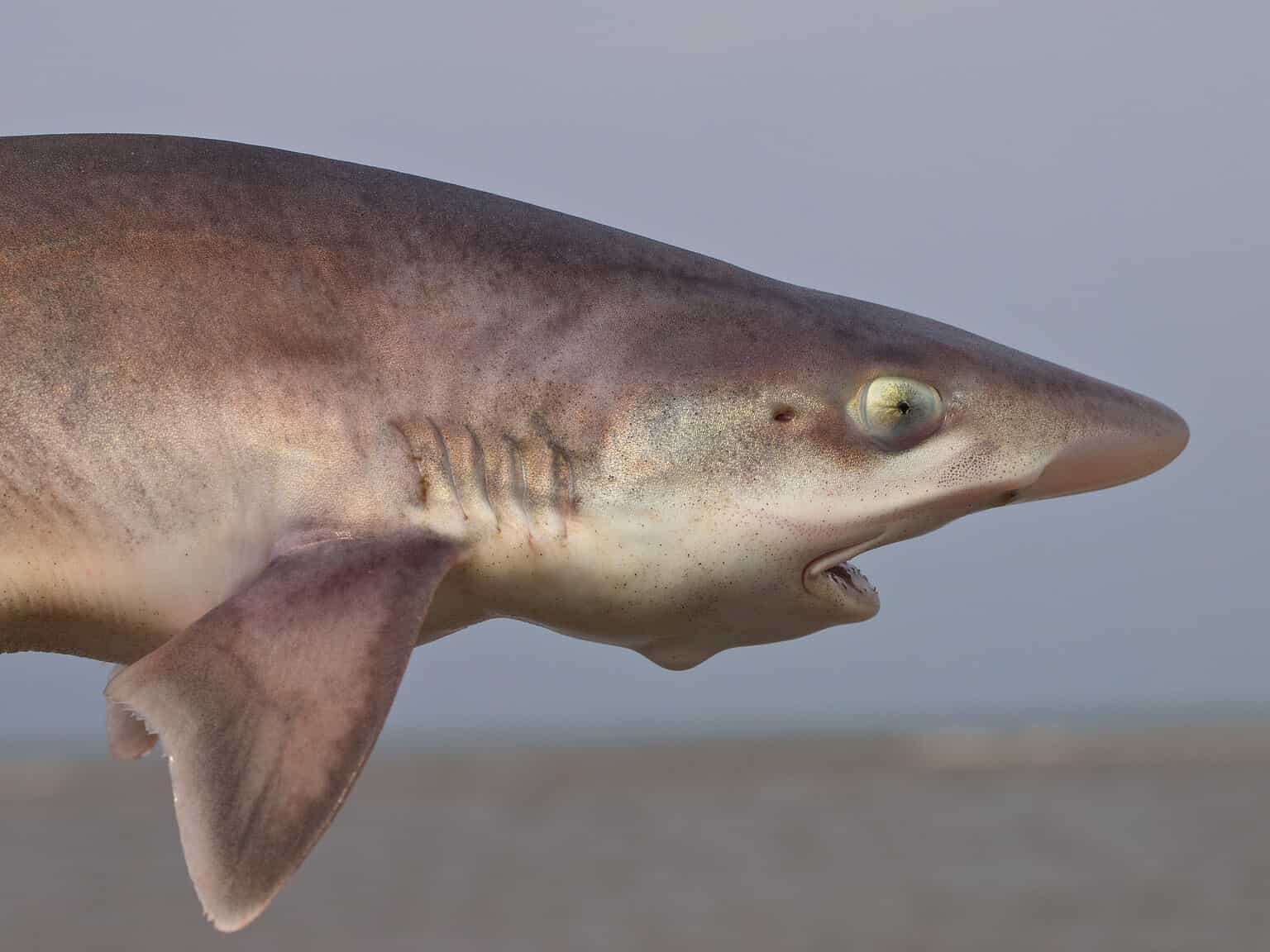 Discover the 7 Smallest Sharks Found in U.S. Waters… Are Any Dangerous ...