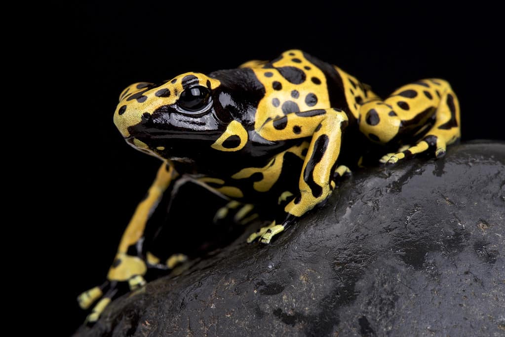 yellow-banded poison dart frog (Dendrobates leucomelas)