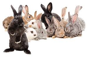 In-Depth Guide of Every Type of Rabbit from Cutest to Largest  Picture