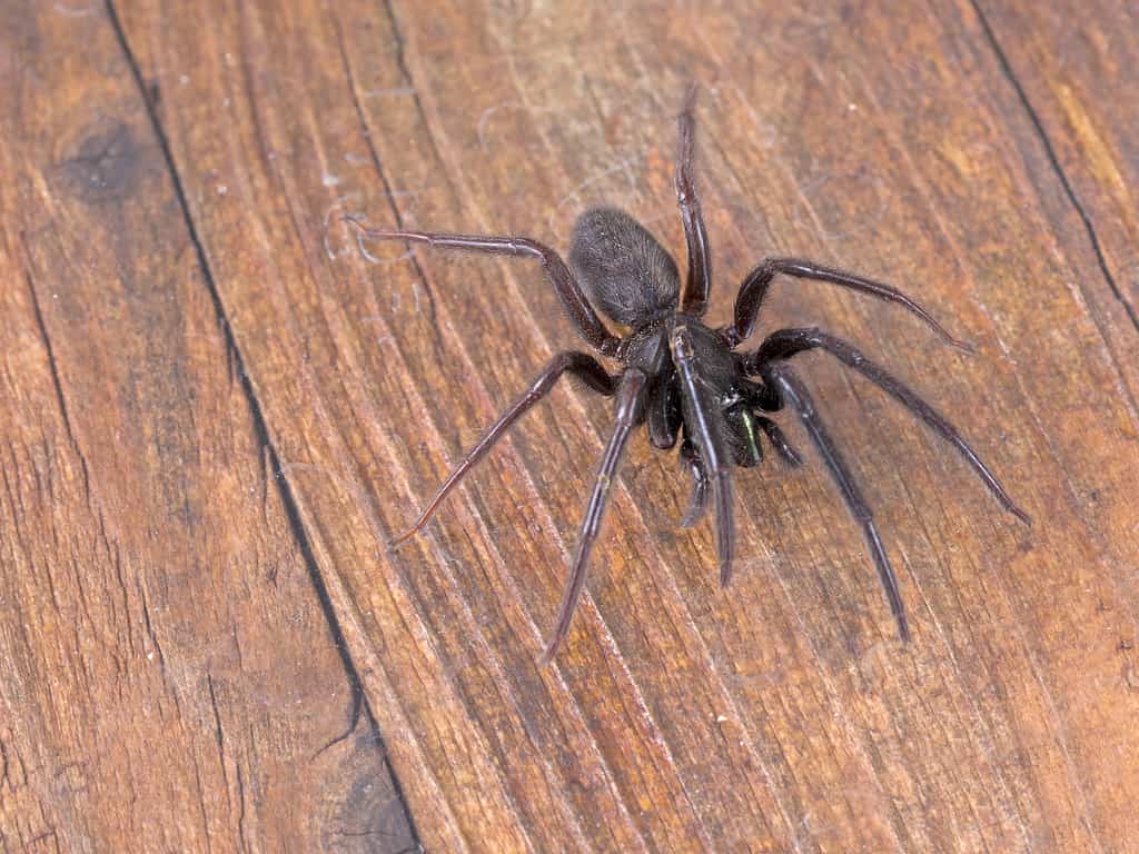 Green-fanged tube web spider