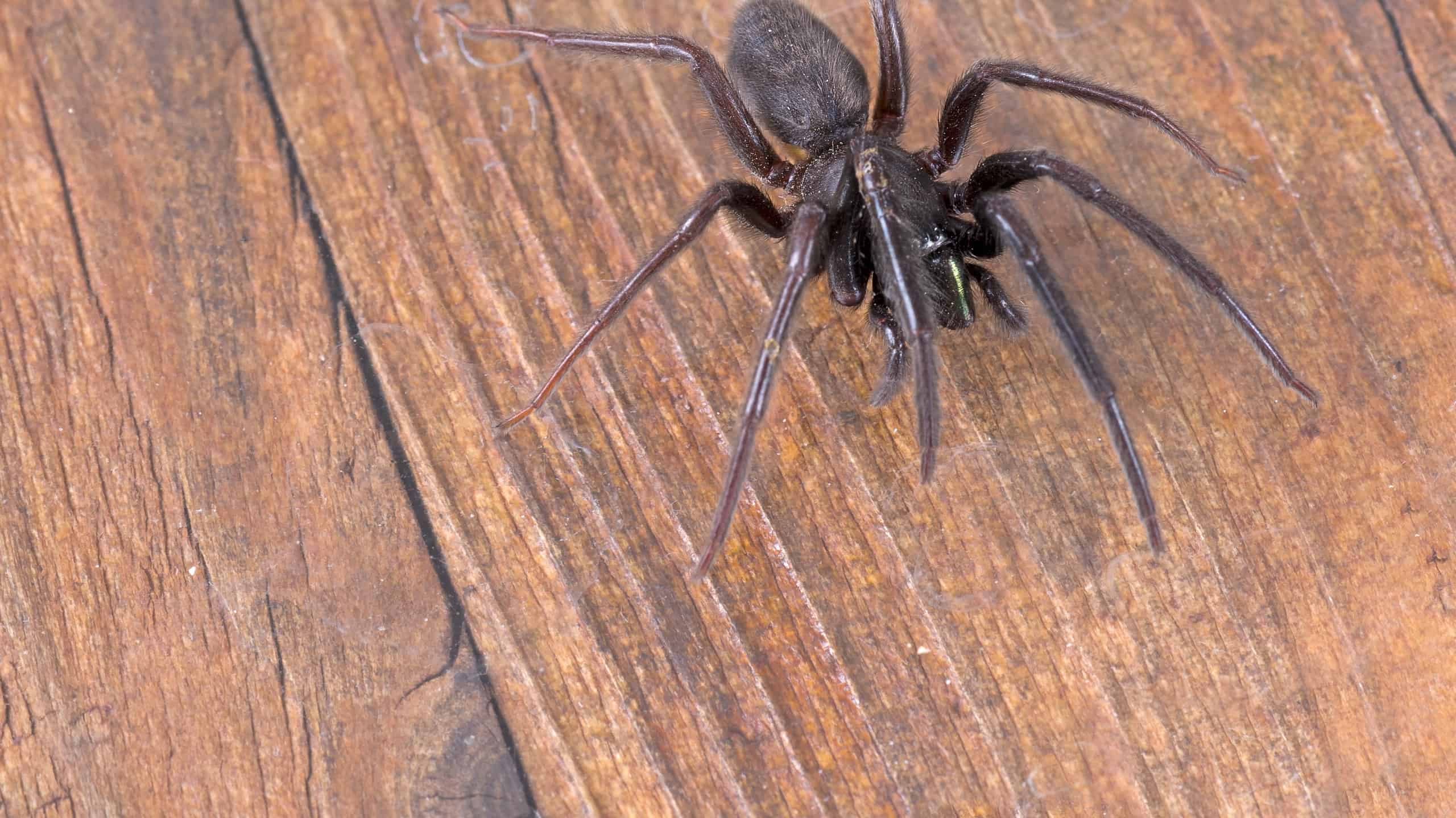 Green-fanged tube web spider