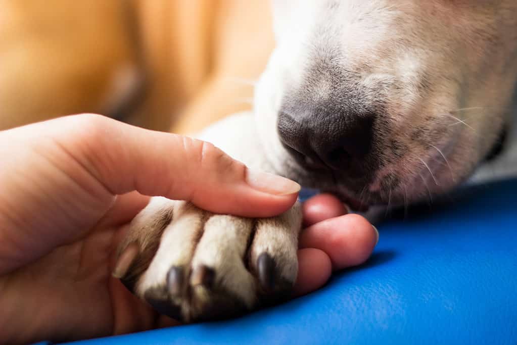 8 Essential Steps to Perform Dog CPR - A-Z Animals