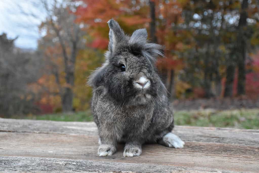 Image of a Lionhead rabbit, showcasing its fluffy mane and adorable features.