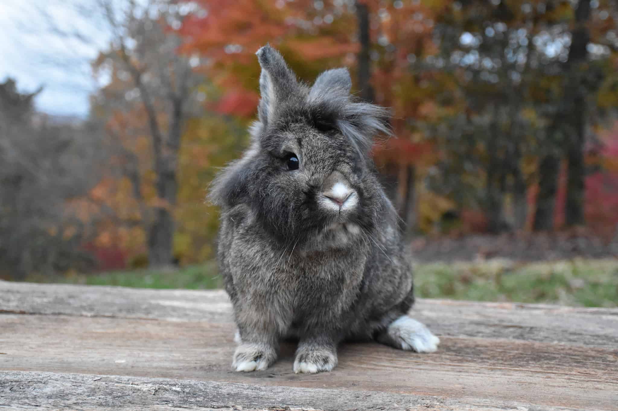 Holland Lop Size Comparison How Big Do These Rabbits Get? AZ Animals
