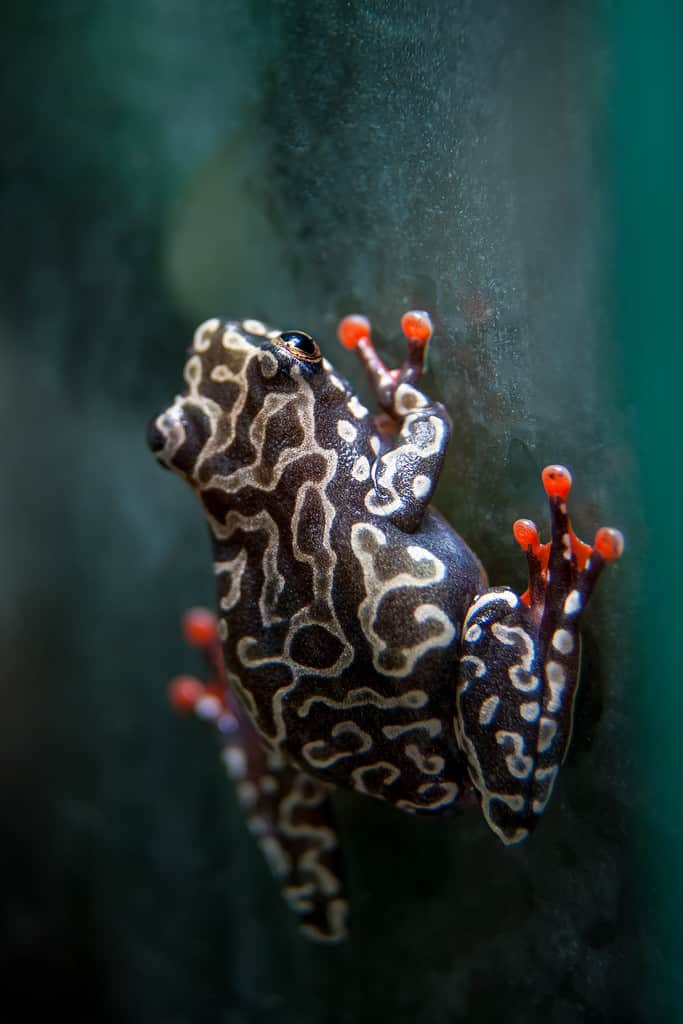 Riggenbach's reed frog, female, Hyperolius riggenbach