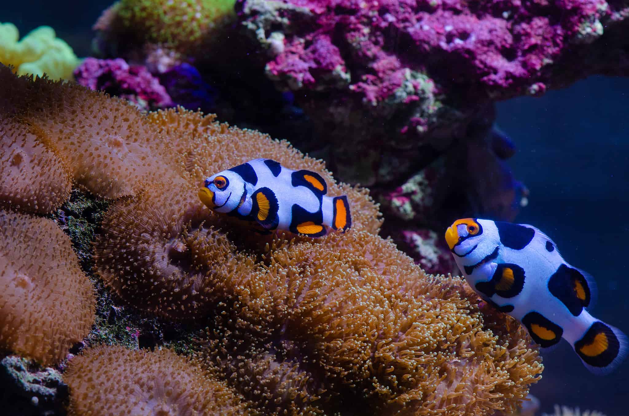 21 Types of Colorful and Bold Clownfish - A-Z Animals