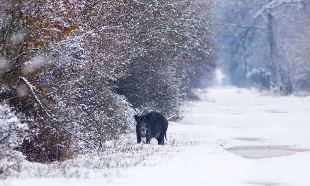 Wild Boar, Winter, Animal, Animal Wildlife, Balkans