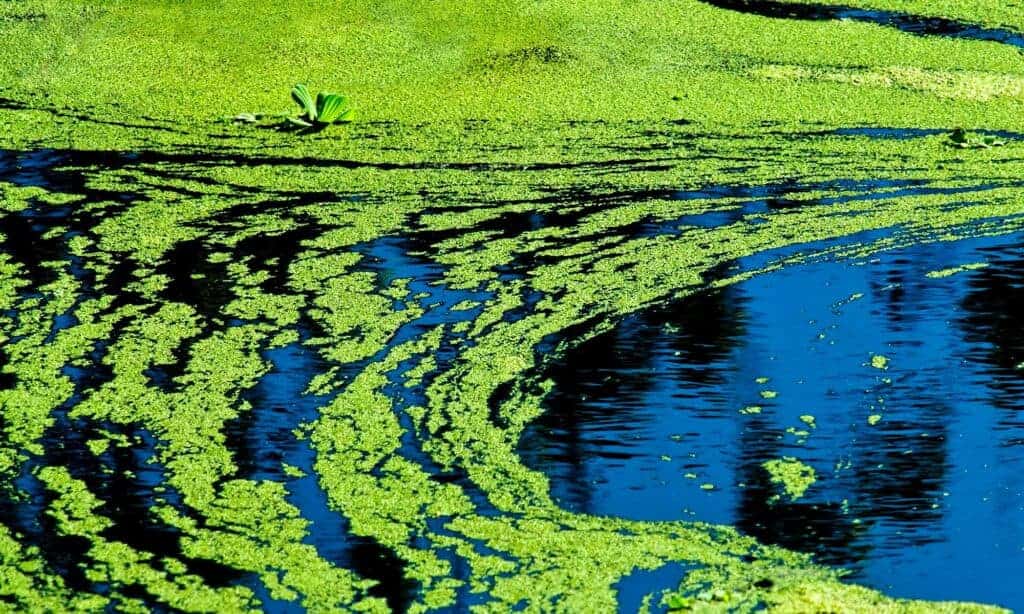 Oscillatoria Tenuis, Algae, Cyanobacterium, Poisonous, Lake
