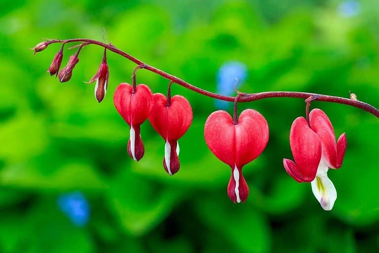 Red bleeding heart flowers