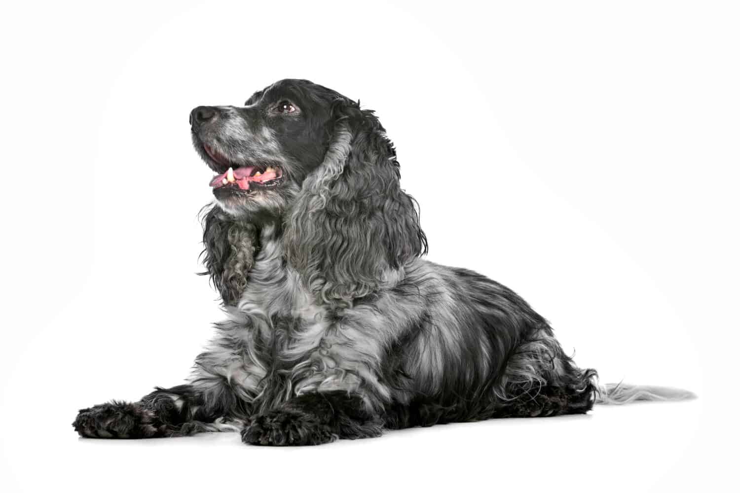 blue roan cocker spaniel in front of a white background