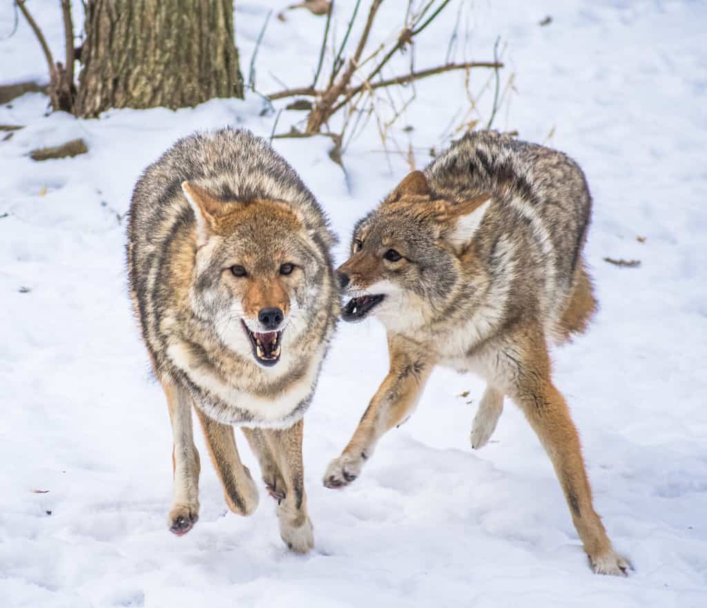 Coyotes in Georgia: Population, Common Locations, Hunting Rules, and ...