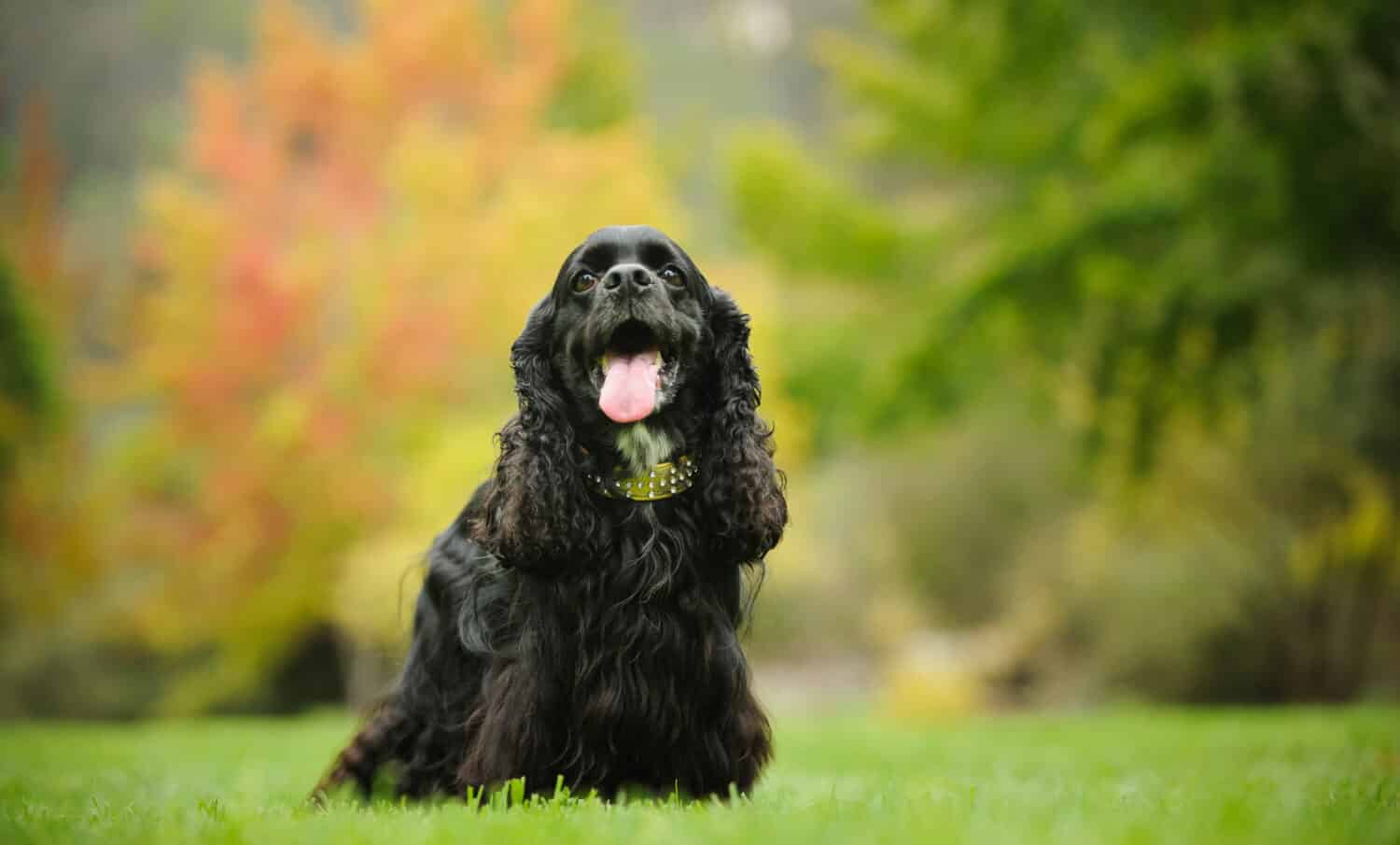 Black Cocker Spaniel dog standing on park grass