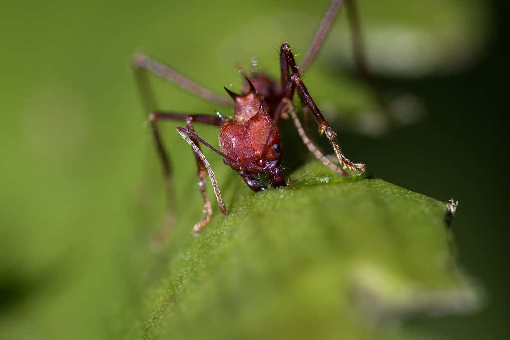 Close up of a red leaf cutter ant focussed on stripping down the fresh green leves on the plants in tropical Costa Rica