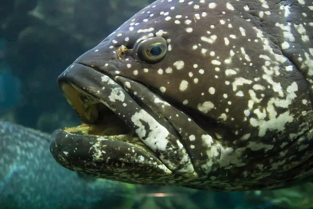 The giant grouper (Epinephelus lanceolatus), also known as the brindlebass, brown spotted cod, or bumblebee grouper, and Queensland grouper in wildlife aquarium, Show big mouth, Head, Eyes and face.