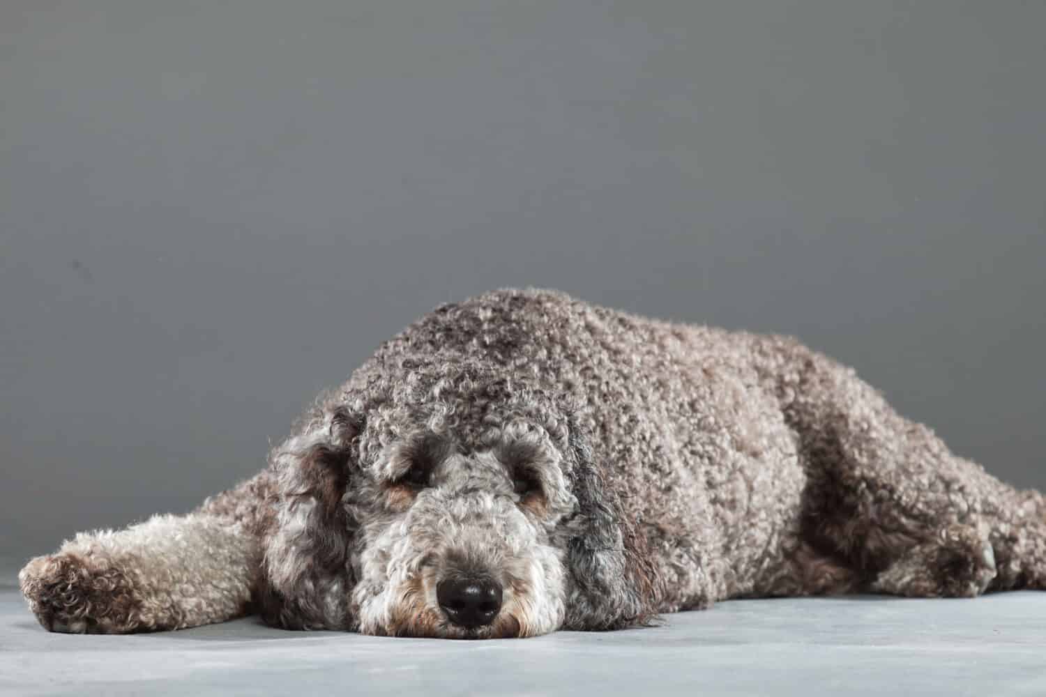 Grey labradoodle isolated on grey background. Studio shot.