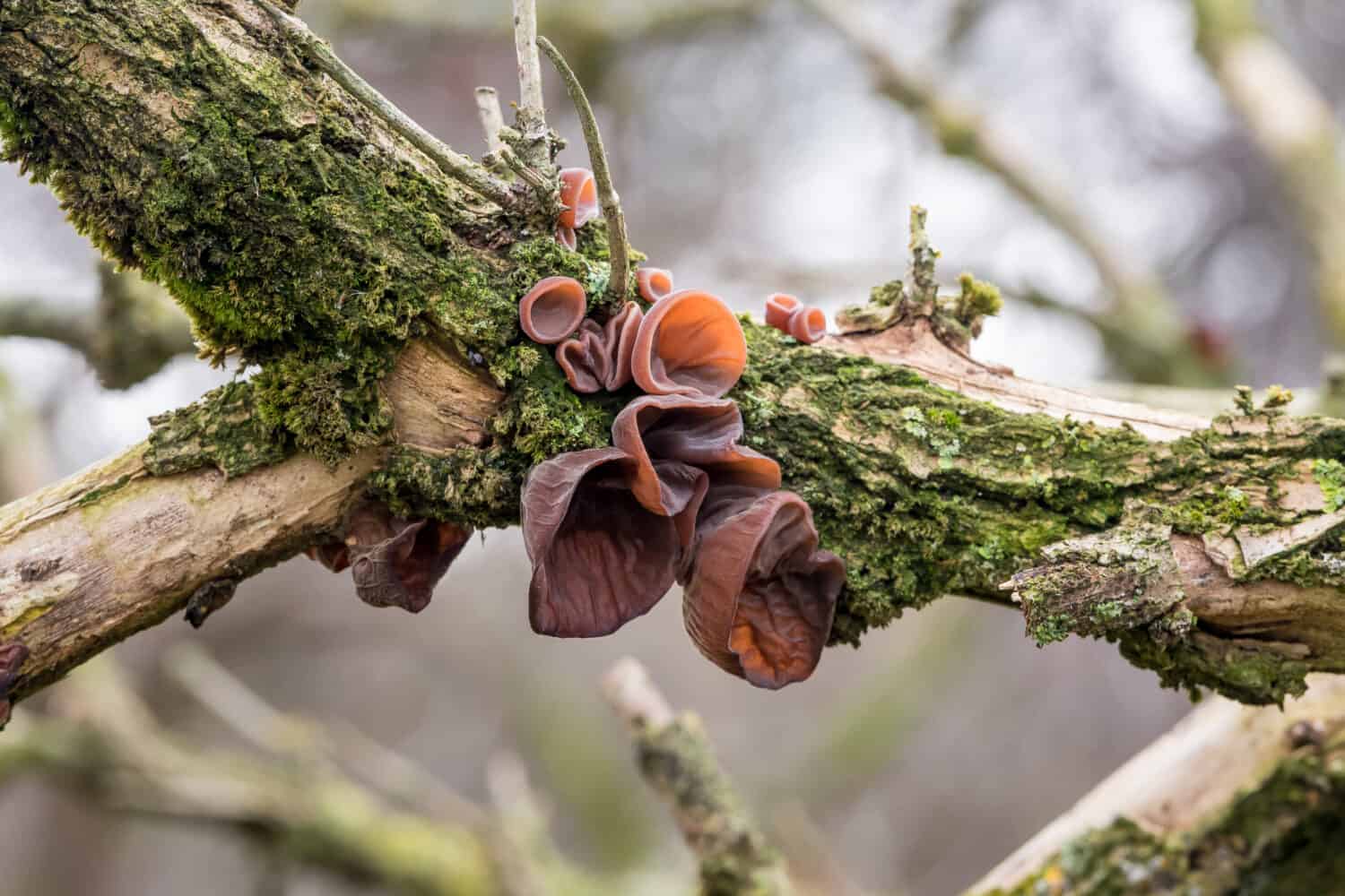 Edible mushrooms known as Wood ear, Jews ear or Jelly ear (Auricularia auricula-judae) in autumnal forest with blurred background