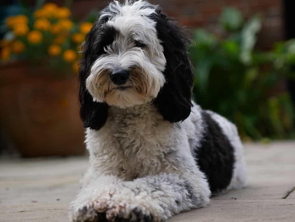 Labradoodle bitch (parti) laying down in a courtyard in front of flower bed