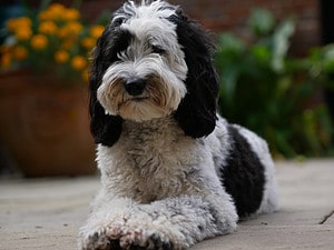 Are Labradoodles the Most Troublesome Dogs? 7 Common Complaints About Them  photo