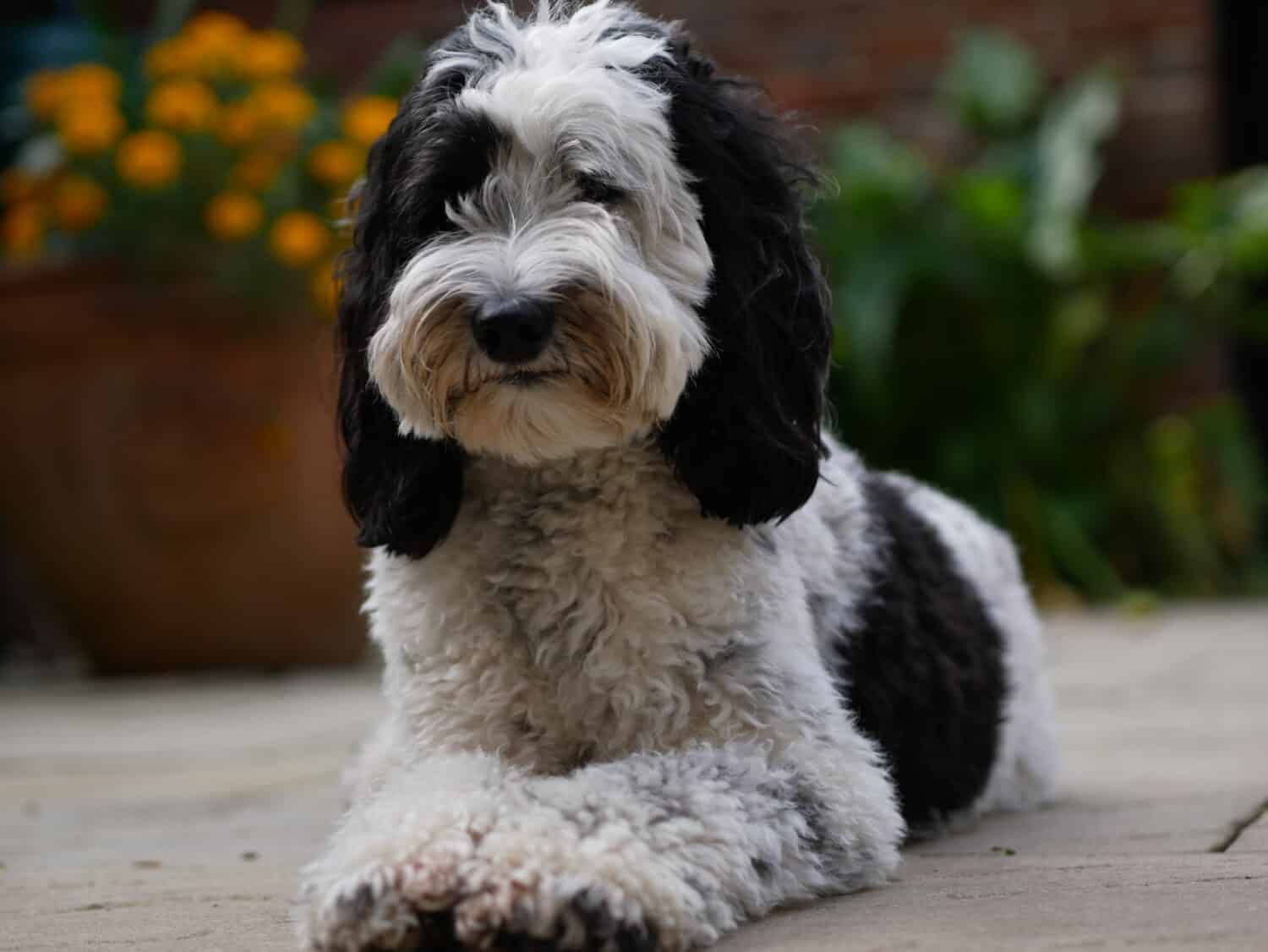 Labradoodle bitch (parti) laying down in a courtyard in front of flower bed