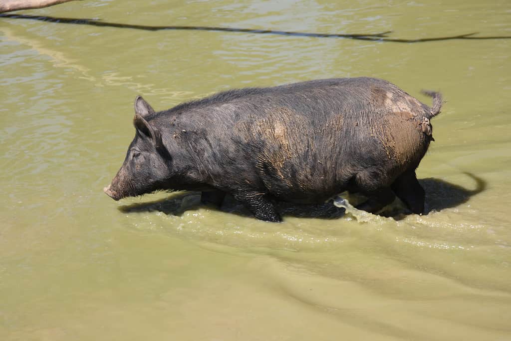 Wild feral black pig in a muddy waterhole in Australia