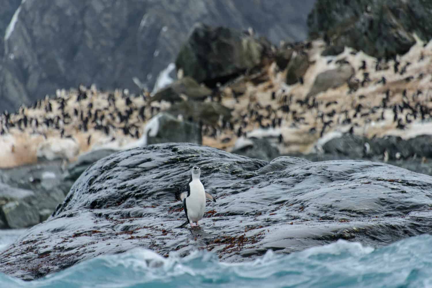 Chinstrap penguin's colony on show