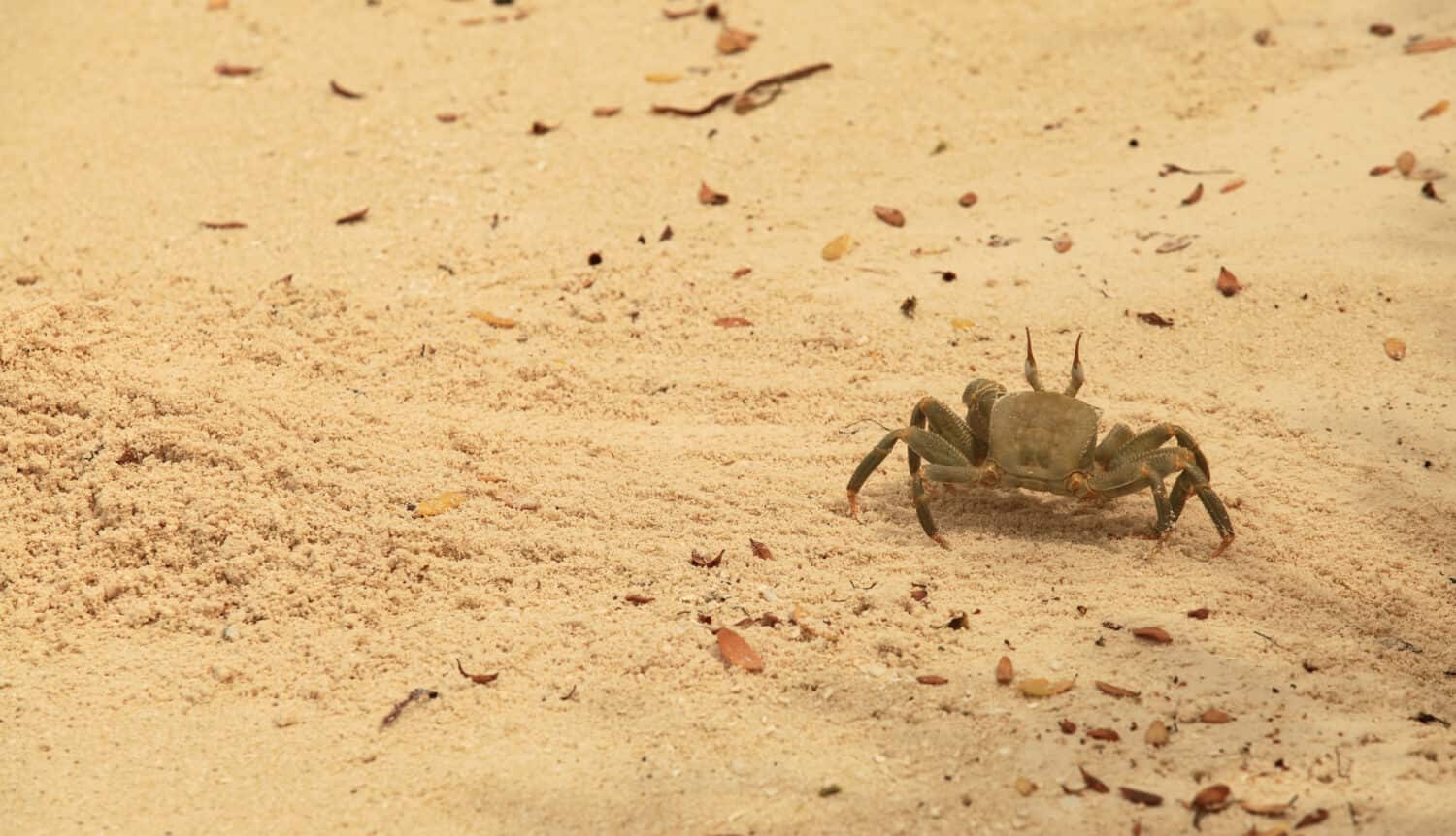 Nature detail - asian crab digging a hole on a sandy beach