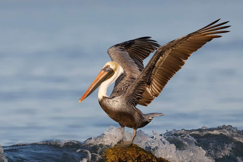 Brown Pelican (Pelecanus occidentalis) using its wings for balance as a wave crashes over its rock - Venice, Florida