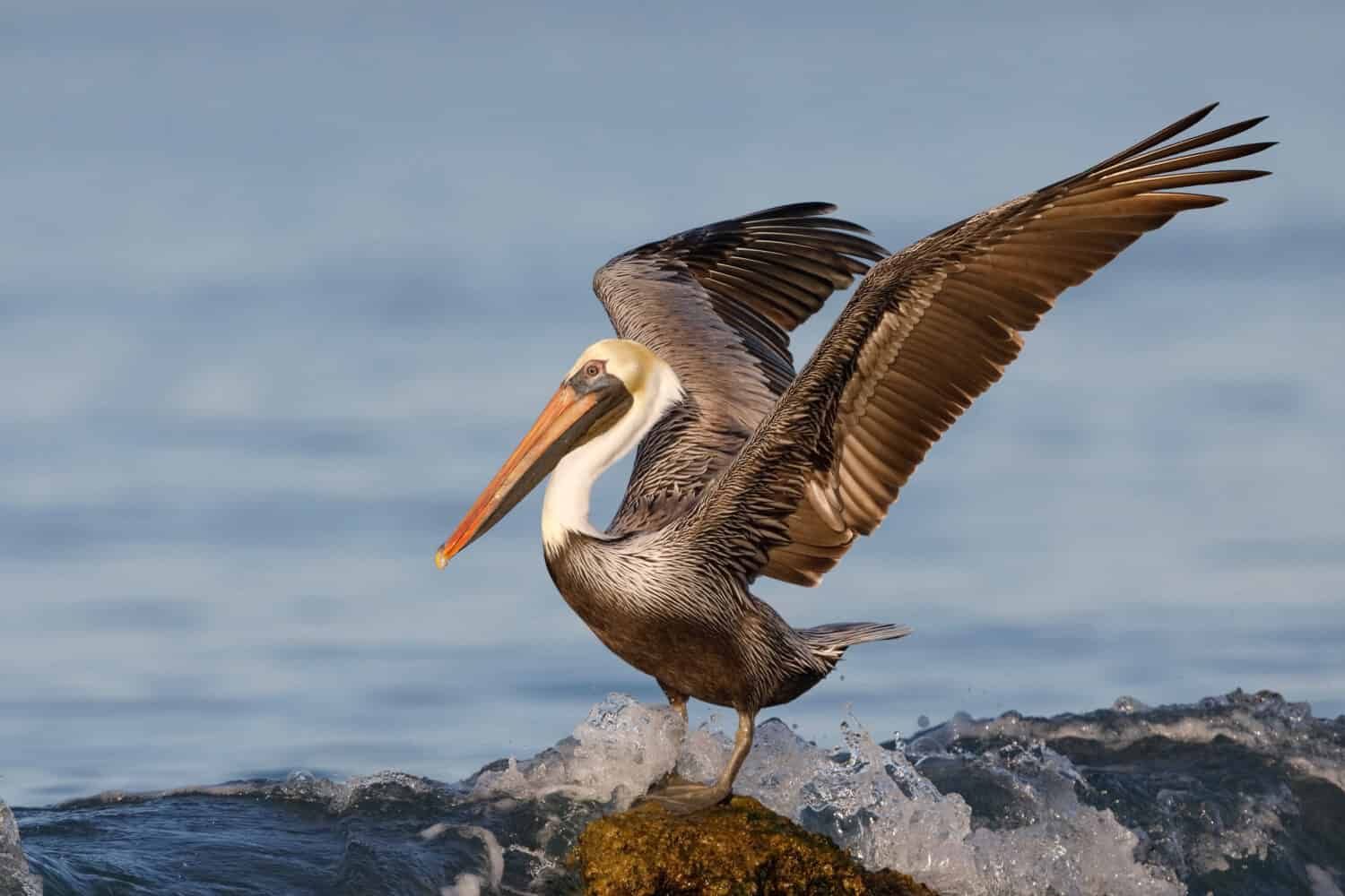 Brown Pelican (Pelecanus occidentalis) using its wings for balance as a wave crashes over its rock - Venice, Florida