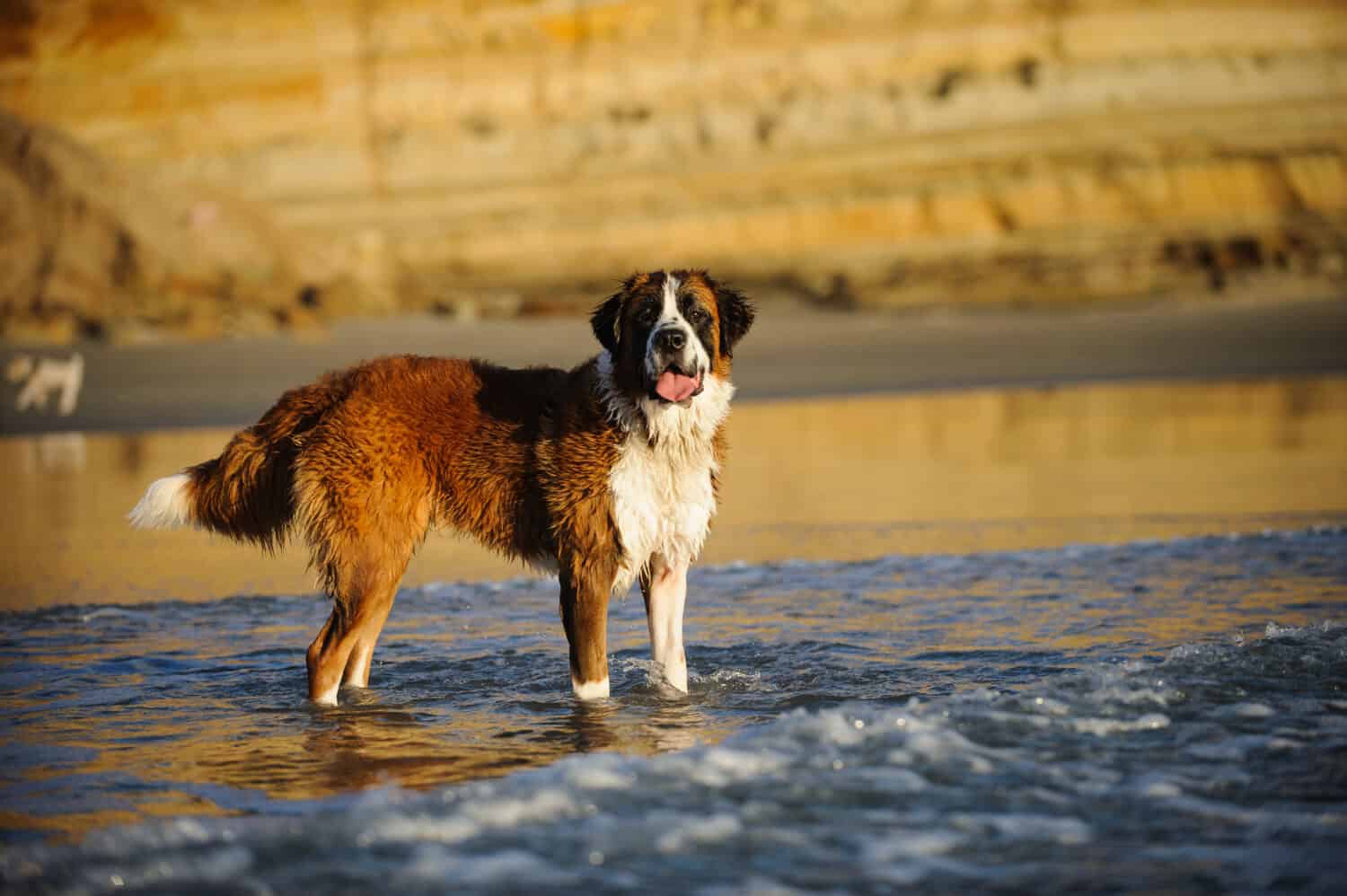 Saint Bernard dog outdoor portrait at beach