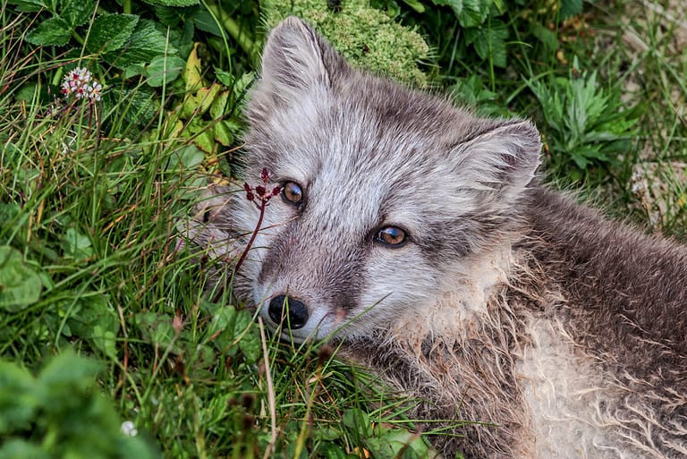 Arctic Fox (Alopex lagopus) puppy at St. George Island, Pribilof Islands, Alaska, USA