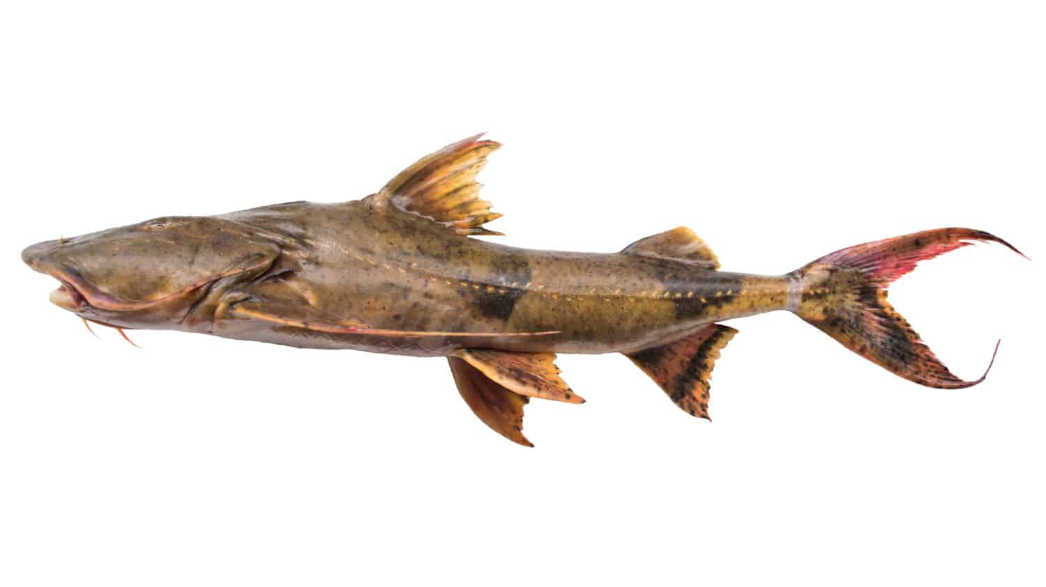Dwarf goonch, Devil catfish (Bagarius bagarius) isolate on white background with Clipping path at Mekong river, Thailand, Asian