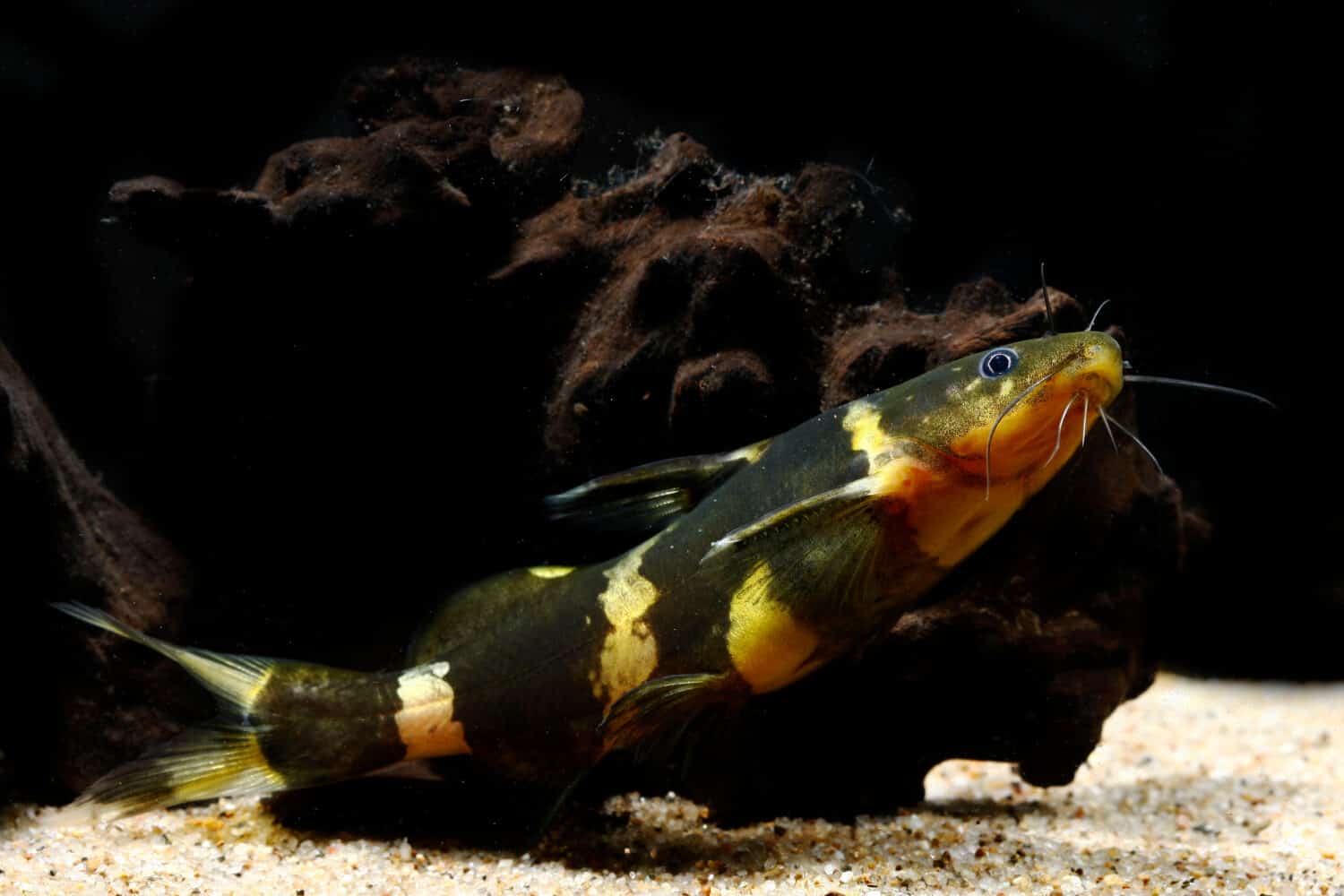 Asian Bumblebee Catfish (Pseudomystus siamensis)