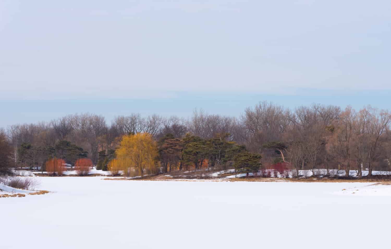 Landscape view of a lake covered in snow in a park