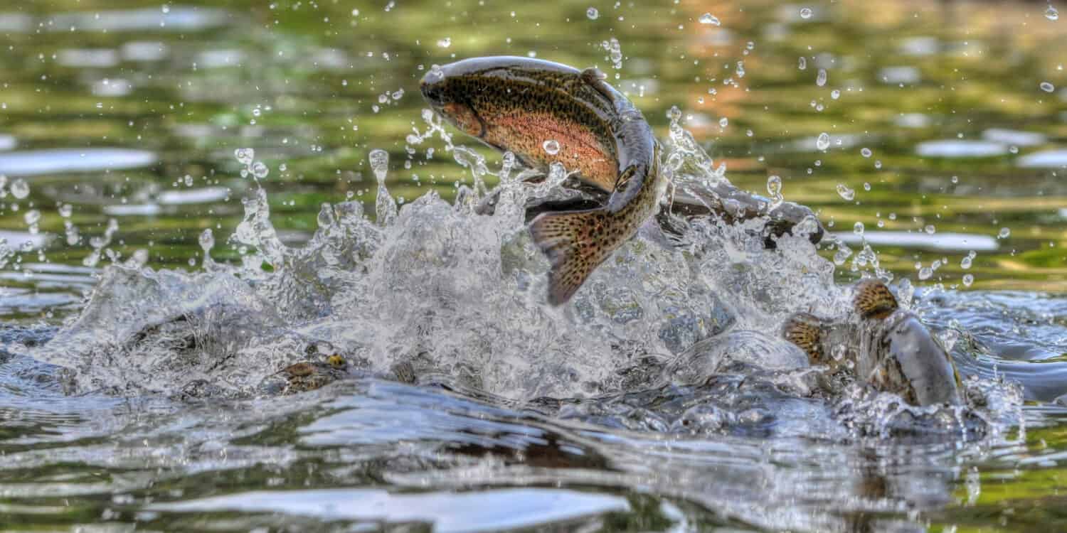 Jumping rainbow trout in Michigan
