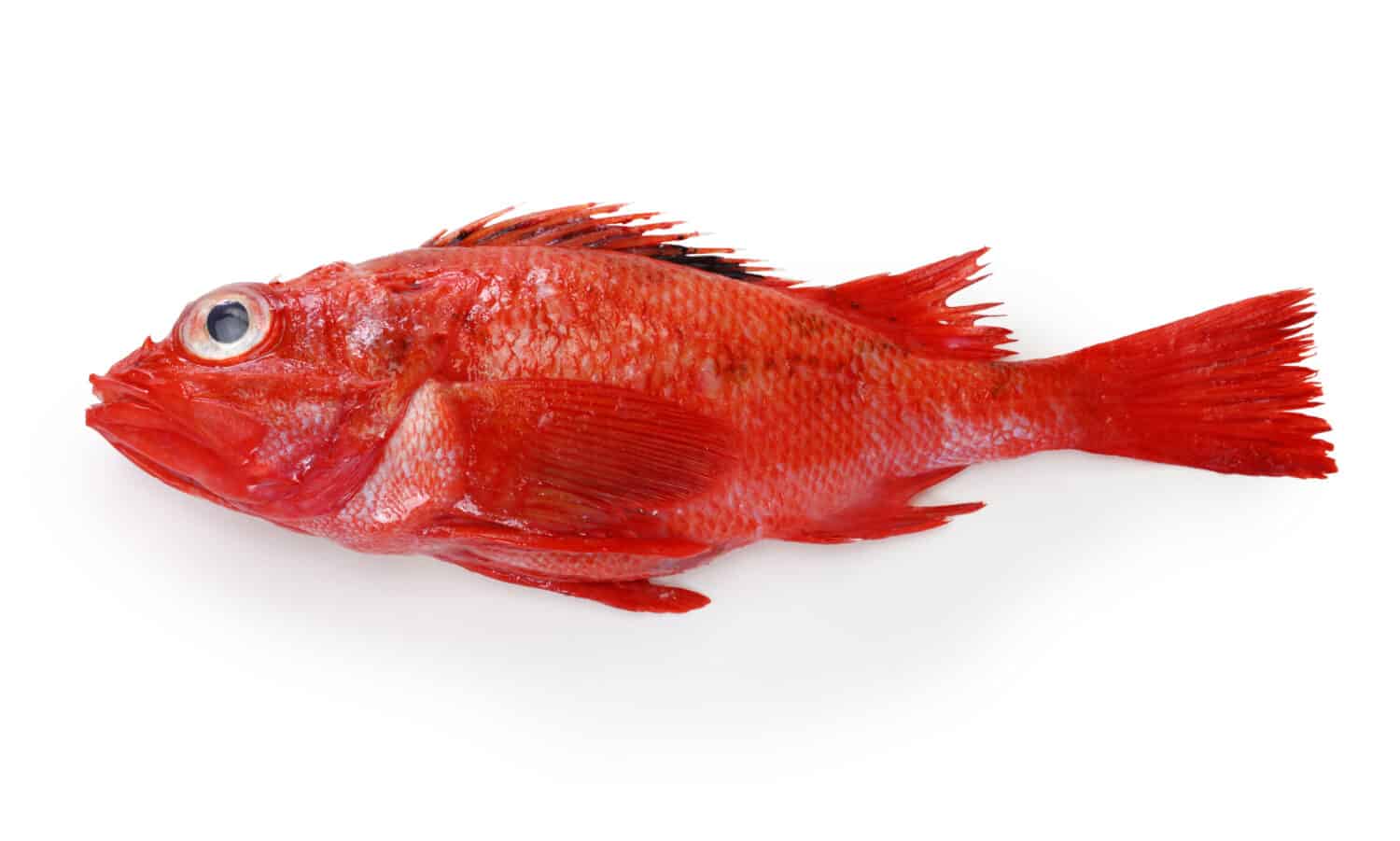 idiot fish isolated on white background