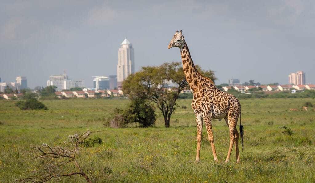 Giraffe in Nairobi city the capital of Kenya. Nairobi national park. Architecture of Nairobi in the background of beautiful giraffe.