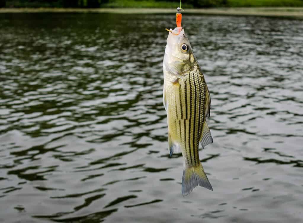 Striped bass, caught by fisherman. Freshwater pan fish caught on the line. Fun and relaxation of sport fishing in freshwater lake.