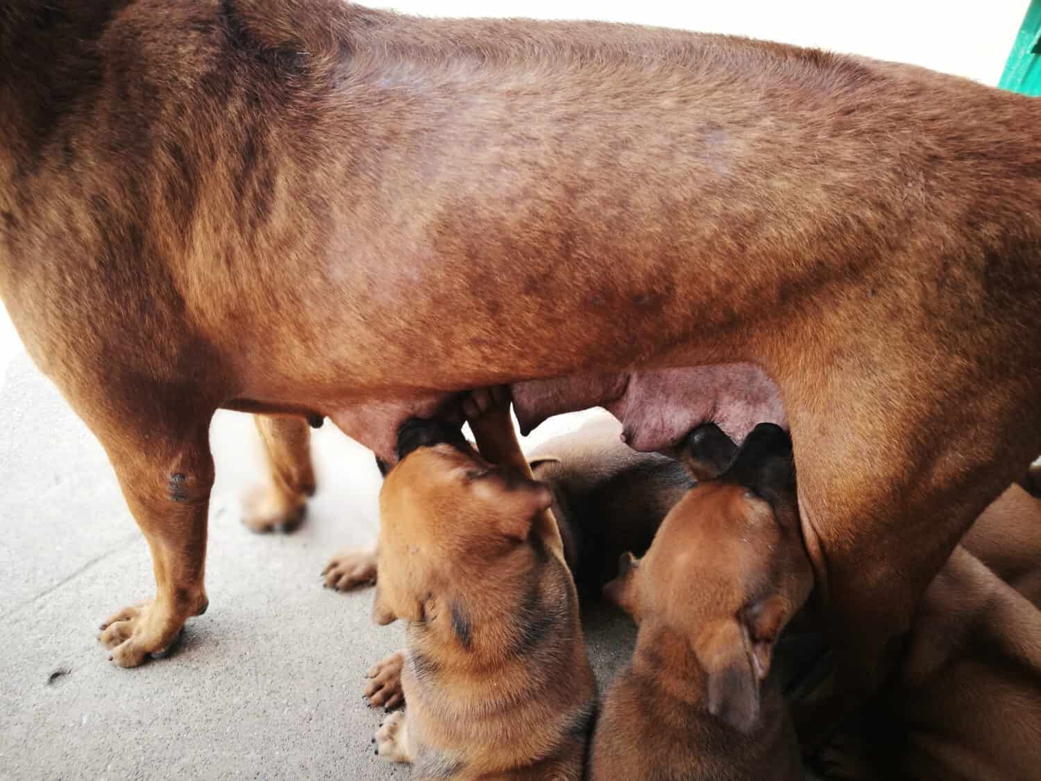 The puppies scramble mother nipples.Time for food, feed Thai ridgeback dog, breastfeeding dog.