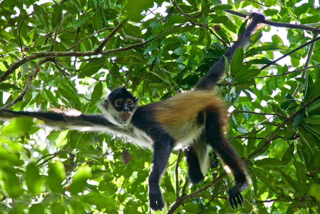 Cute and Curious Spider Monkey Hanging from a Tree in the Jungle Rainforest in Quintana Roo in Mexico's Yucatan Peninsula near Puerto Moreles in the Botanical Gardens Alfredo Barrera Marin