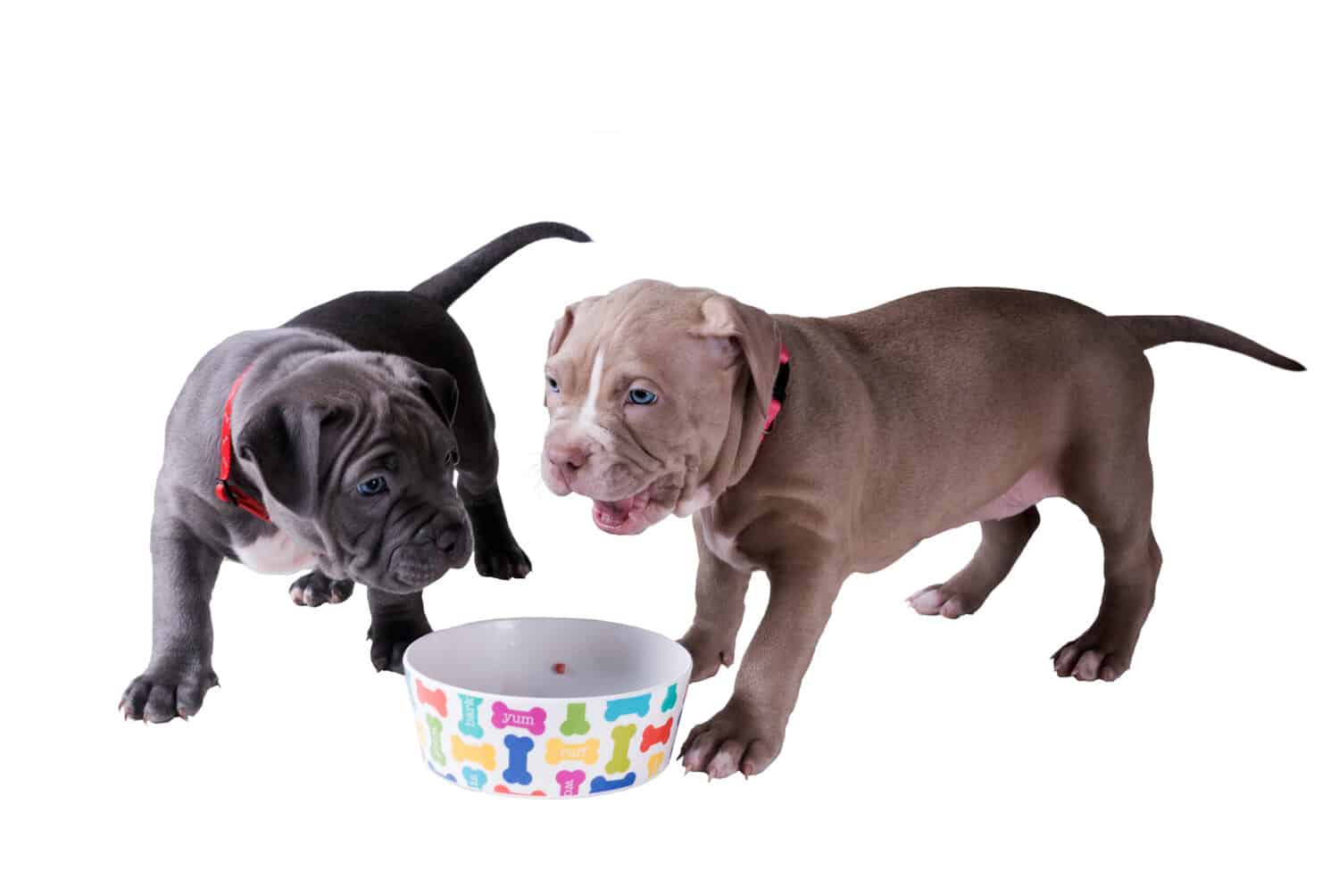 Two pit bull puppies near an empty bowl for eating. Isolated on white background